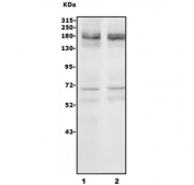 Western blot testing of 1) rat brain and 2) mouse brain lysate with NRXN3 antibody. Predicted molecular weight ~185 kDa.
