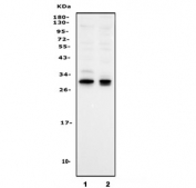 Western blot testing of 1) rat brain and 2) mouse brain lysate with Olig1 antibody. Predicted molecular weight ~28 kDa.