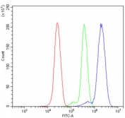 Flow cytometry testing of human ThP-1 cells with Olig1 antibody at 1ug/million cells (blocked with goat sera); Red=cells alone, Green=isotype control, Blue= Olig1 antibody.