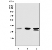 Western blot testing of 1) human HeLa, 2) human HepG2 and 3) mouse NIH 3T3 lysate with PCBP1 antibody. Predicted molecular weight ~38 kDa.