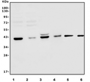 Western blot testing of human 1) T-47D, 2) HepG2, 3) HL60, 4) A549, 5) rat brain and 6) mouse brain lysate with PCBP2 antibody. Predicted molecular weight ~39 kDa.