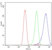 Flow cytometry testing of human U-251 cells with RAB1B antibody at 1ug/million cells (blocked with goat sera); Red=cells alone, Green=isotype control, Blue= RAB1B antibody.