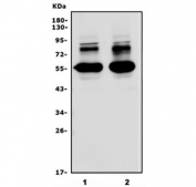 Western blot testing of 1) rat brain and 2) mouse brain lysate with SHISA6 antibody. Predicted molecular weight ~56 kDa.