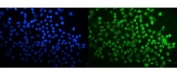 Immunofluorescent staining of FFPE human A431 cells with STK39 antibody (green) and DAPI nuclear stain (blue). HIER: steam section in pH6 citrate buffer for 20 min.