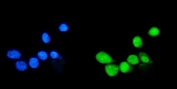 Immunofluorescent staining of FFPE human A431 cells with SUMO1 antibody (green) and DAPI nuclear stain (blue). HIER: steam section in pH6 citrate buffer for 20 min.