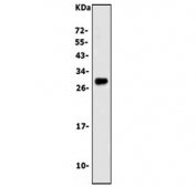 Western blot testing of rat C6 cell lysate with Trem2 antibody. Predicted molecular weight ~25 kDa.