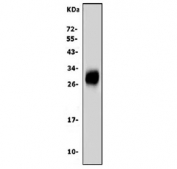 Western blot testing of rat small intestine with Tspan1 antibody. Expected molecular weight: 28-30 kDa.