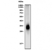 Western blot testing of mouse stomach lysate with Tspan8 antibody. Expected molecular weight: 26-34 kDa depending on glycosylation level.