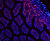 Immunofluorescent staining of FFPE mouse intestinal tissue with Tspan8 antibody (red) and DAPI nuclear stain (blue). HIER: steam section in pH6 citrate buffer for 20 min.