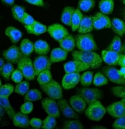 Immunofluorescent staining of FFPE human A431 cells with UBE2D1/2/3/4 antibody (green) and DAPI nuclear stain (blue). HIER: steam section in pH6 citrate buffer for 20 min.