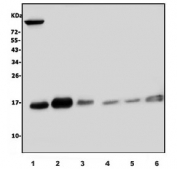Western blot testing of 1) rat heart, 2) rat lung, 3) rat liver, 4) human HEK293, 5) human Jurkat and 6) human Caco-2 lysate with UBE2D1/2/3/4 antibody. Predicted molecular weight ~17 kDa.