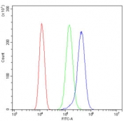 Flow cytometry testing of human SiHa cells with IDH2 antibody at 1ug/million cells (blocked with goat sera); Red=cells alone, Green=isotype control, Blue= IDH2 antibody.