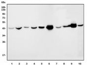 Western blot testing of human 1) HeLa, 2) SW620, 3) MCF7, 4) HepG2, 5) Jurkat, 6) rat heart, 7) rat liver, 8) rat PC-12, 9) mouse heart and 10) mouse NIH 3T3 cell lysate with IDH2 antibody. Predicted molecular weight: 45-51 kDa (two isoforms).