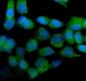 Immunofluorescent staining of FFPE human A431 cells with IDH2 antibody (green) and DAPI nuclear stain (blue). HIER: steam section in pH6 citrate buffer for 20 min.