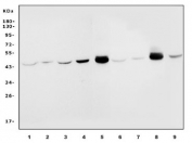 Western blot testing of 1) human MCF7, 2) human 22RV1, 3) human HepG2, 4) human Jurkat, 5) rat heart, 6) rat liver, 7) rat PC-12, 8) mouse heart and 9) mouse NIH 3T3 cell lysate with IDH2 antibody. Predicted molecular weight: 45-51 kDa (two isoforms).