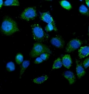 Immunofluorescent staining of FFPE human A431 cells with Isocitrate Dehydrogenase 2 antibody (green) and DAPI nuclear stain (blue). HIER: steam section in pH6 citrate buffer for 20 min.