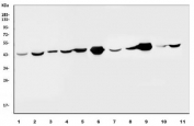 Western blot testing of human 1) HeLa, 2) SW620, 3) MCF7, 4) HepG2, 5) Jurkat, 6) rat heart, 7) rat liver, 8) rat PC-12, 9) mouse heart, 10) mouse liver and 10) mouse NIH 3T3 cell lysate with Isocitrate Dehydrogenase 2 antibody. Predicted molecular weight: 45-51 kDa (two isoforms).