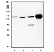 Western blot testing of 1) human ThP-1, 2) human HepG2, 3) rat liver and 4) mouse liver lysate with CES1 antibody. Predicted molecular weight ~63 kDa.