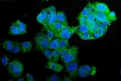 Immunofluorescent staining of FFPE human HepG2 cells with PEPCK2 antibody (green) and DAPI nuclear stain (blue). HIER: steam section in pH6 citrate buffer for 20 min.