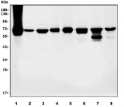 Western blot testing of human 1) HepG2, 2) HeLa, 3) HEK293, 4) A431, 5) monkey COS-7, 6) rat kidney, 7) mouse kidney and 8) mouse Neuro-2a cell lysate with PEPCK2 antibody. Predicted molecular weight ~71 kDa.