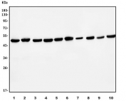 Western blot testing of human 1) HeLa, 2) Jurkat, 3) MCF7, 4) HEK293, 5) HepG2, 6) K562, 7) rat PC-12, 8) mouse spleen, 9) mouse lung and 10) mouse RAW264.7 cell lysate with EIF4A1 antibody. Predicted molecular weight ~46 kDa.