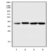 Western blot testing of human 1) HepG2, 2) A549, 3) PC-3 and 4) HEK293 cell lysate with ALDOA antibody. Predicted molecular weight ~39 kDa.