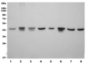 Western blot testing of human 1) HepG2, 2) SK-O-V3, 3) PANC-1, 4) HeLa, 5) A549, 6) rat PC-12, 7) mouse NIH 3T3 and 8) mouse HEPA1-6 cell lysate with ACTA1 antibody. Predicted molecular weight ~43 kDa.