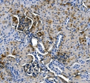 IHC staining of FFPE mouse kidney with Argininosuccinate Synthetase 1 antibody. HIER: boil tissue sections in pH8 EDTA for 20 min and allow to cool before testing.