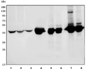 Western blot testing of 1) human HeLa, 2) human HepG2, 3) human HEK293, 4) monkey kidney, 5) rat liver, 6) rat kidney, 7) mouse liver and 8) mouse kidney lysate with Argininosuccinate Synthetase 1 antibody. Predicted molecular weight ~46 kDa.