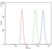 Flow cytometry testing of rat RH35 cells with eRF1 antibody at 1ug/million cells (blocked with goat sera); Red=cells alone, Green=isotype control, Blue= eRF1 antibody.