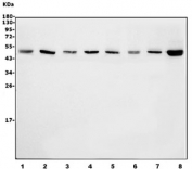 Western blot testing of rat 1) liver, 2) testis, 3) kidney, 4) PC-12, and mouse 5) liver, 6) testis, 7) kidney and 8) RAW264.7 cell lysate with ETF1 antibody. Predicted molecular weight ~49 kDa.
