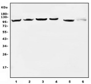 Western blot testing of human 1) HeLa, 2) HepG2, 3) Jurkat, 4) U-2 OS, 5) rat PC-3 and 6) mouse NIH 3T3 cell lysate with EEF2 antibody. Predicted molecular weight ~95 kDa.