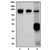 Western blot testing of 1) human Caco-2, 2) human SW620 and 3) mouse kidney lysate with PROM1 antibody. Expected molecular weight: 97 kDa-130 kDa depending on glycosylation level.