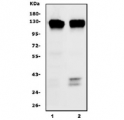 Western blot testing of human 1) Caco-2 and 2) SW620 lysate with PROM1 antibody. Expected molecular weight: 97 kDa-130 kDa depending on glycosylation level.