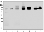 Western blot testing of 1) rat spleen, 2) rat lung and mouse 3) spleen, 4) lung, 5) NIH 3T3, 6) RAW264.7 and 7) ANA-1 cell lysate with Cd97 antibody. Expected molecular weight: 75-90 kDa depending on glycosylation level.
