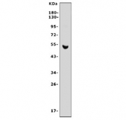 Western blot testing of rat pancreas tissue lysate with Cdc25c antibody. Predicted molecular weight ~53 kDa.