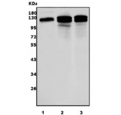 Western blot testing of 1) human PC-3, 2) rat brain and 3) mouse brain lysate with Cadherin 11 antibody. Predicted molecular weight ~120 kDa.