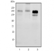 Western blot testing of human 1) ThP-1, 2) K562 and 3) HL60 cell lysate. Expected molecular weight ~180 kDa.
