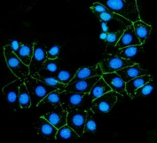 Immunofluorescent staining of FFPE human MCF7 cells with Claudin 7 antibody (green) and DAPI nuclear stain (blue). HIER: steam section in pH8 EDTA for 20 min.