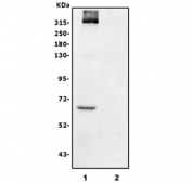 Western blot testing of human 1) A375 and 2) MCF7 cell lysate with CSPG4 antibody. Predicted molecular weight ~251 kDa but may be seen at higher molecular weights due to glycosylation.