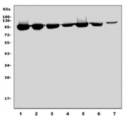 Western blot testing of 1) human Jurkat, 2) monkey COS-7 and human 3) HeLa, 4) U-2 OS, 5) HEK293, 6) HepG2 and 7) placenta lysate with Elongation factor 2 antibody. Predicted molecular weight ~95 kDa.