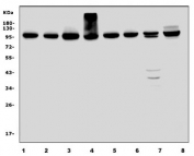 Western blot testing of rat 1) kidney, 2) lung, 3) stomach, 4) C6 and mouse 5) kidney, 6) lung, 7) stomach and 8) NIH 3T3 cell lysate with Elongation factor 2 antibody. Predicted molecular weight ~95 kDa.
