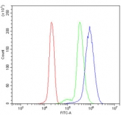 Flow cytometry testing of human U937 cells with Elongation factor 2 antibody at 1ug/million cells (blocked with goat sera); Red=cells alone, Green=isotype control, Blue= Elongation factor 2 antibody.