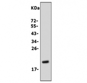Western blot testing of human U-2 OS cell lysate with Fibroblast Growth Factor 7 antibody. Predicted molecular weight ~22 kDa.