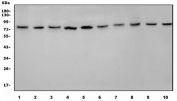 Western blot testing of human 1) HEK293, 2) A431, 3) HL60, 4) COLO-320, 5) Raji, 6) ThP-1, 7) Jurkat, 8) K562, 9) rat PC-12 and 10) mouse thymus lysate with GMP Synthase antibody. Predicted molecular weight ~77 kDa.