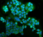 Immunofluorescent staining of FFPE human MCF7 cells with GRSF1 antibody (green) and DAPI nuclear stain (blue). HIER: steam section in pH6 citrate buffer for 20 min.