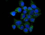 Immunofluorescent staining of FFPE human A431 cells with Interleukin 37 antibody (green) and DAPI nuclear stain (blue). HIER: steam section in pH6 citrate buffer for 20 min.