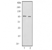 Western blot testing of human 1) PC-3 and 2) HEK293 cell lysate with KCNQ5 antibody. Predicted molecular weight ~102 kDa.
