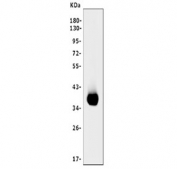 Western blot testing of human Daudi cell lysate with CD20 antibody. Predicted molecular weight ~33 kDa but may be seen at higher molecular weights due to glycosylation.
