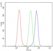 Flow cytometry testing of human A549 cells with ROCK2 antibody at 1ug/million cells (blocked with goat sera); Red=cells alone, Green=isotype control, Blue= ROCK2 antibody.